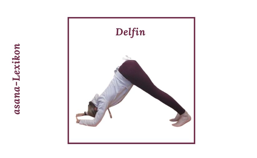 Delfin Delfin Haltung im Yoga als Alternative zum Herabschauenden Hund