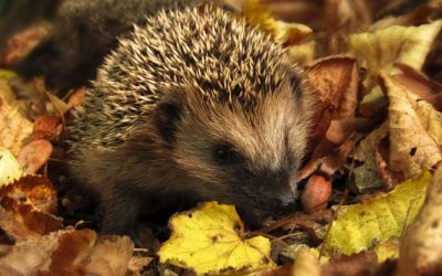 Herbst und Pitta reduzieren – Der sanfte Übergang zu Vata im Ayurveda