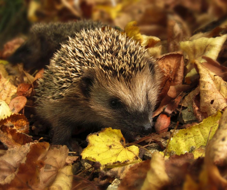 Pitta und Vata ausgleichen im Herbst: Praktische Ayurveda-Tipps