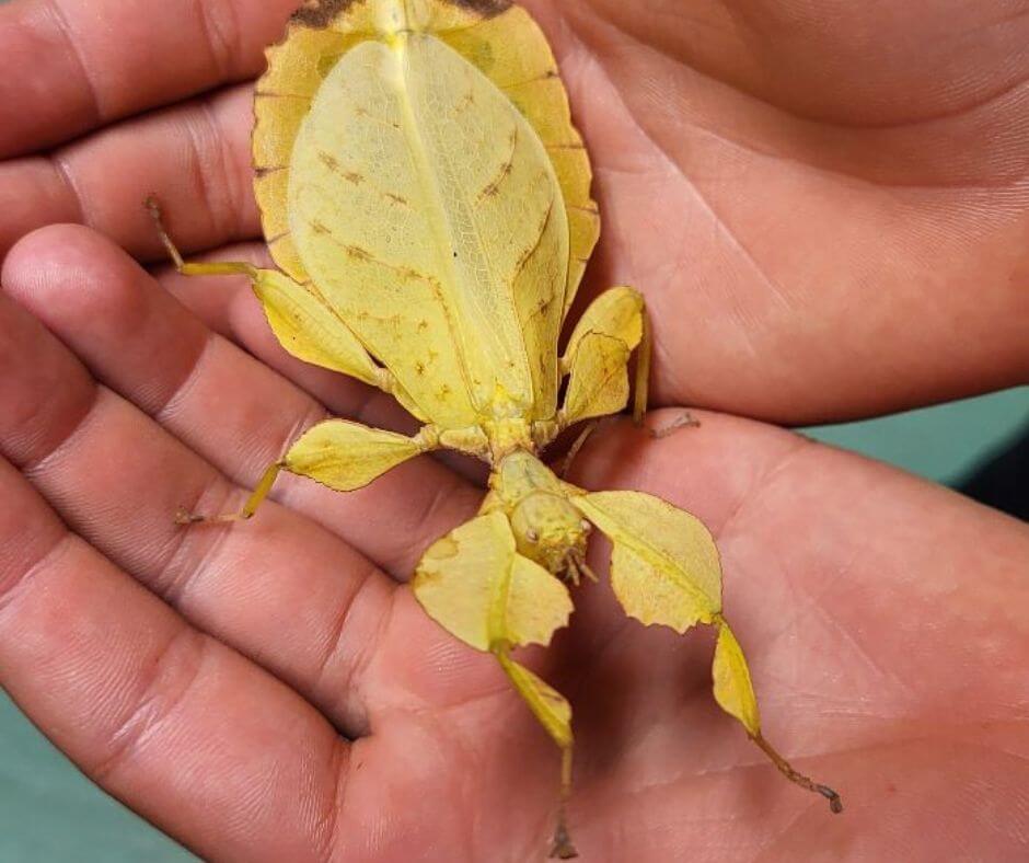 Tier, dass aussieht wie ein Blatt