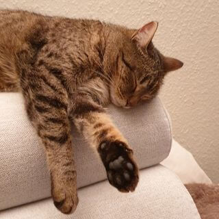 schlafende Katze, Sinnbild für Yoga Nidra