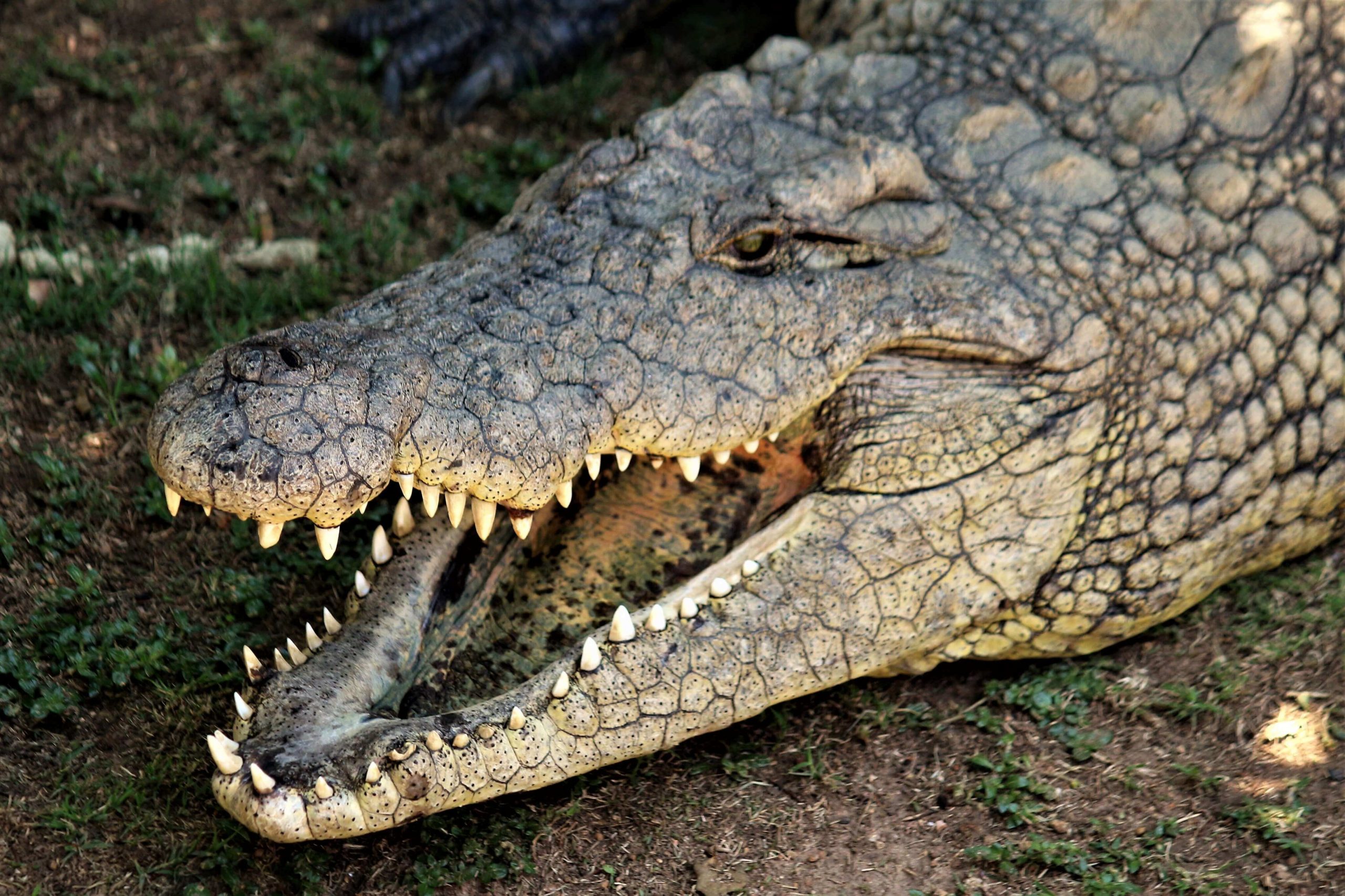 Melli zeigt die asana Krokodil