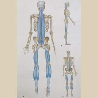 Skelett mit eingezeichnetem Faszienzug